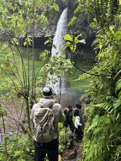 Castle Forest · Kamweti Falls, Kirinyaga