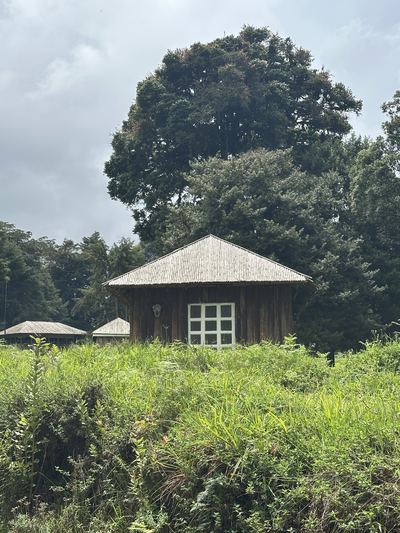 Castle Forest · Kamweti Falls, Kirinyaga