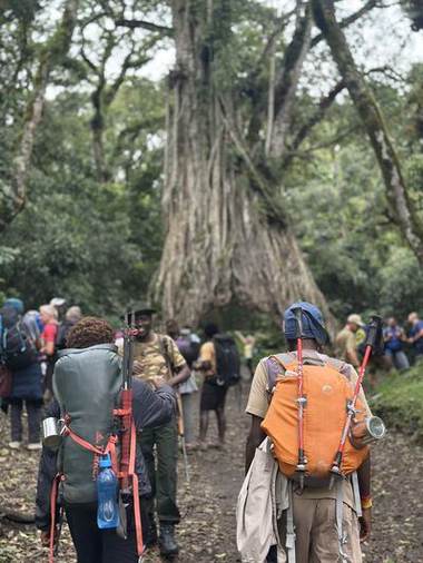Forest Trails, Bamboo, hagenia and canopy