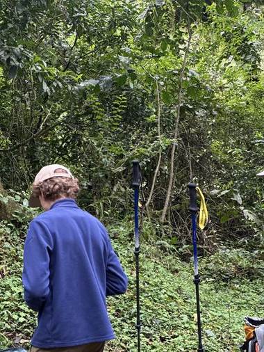 Forest Trails, Bamboo, hagenia and canopy