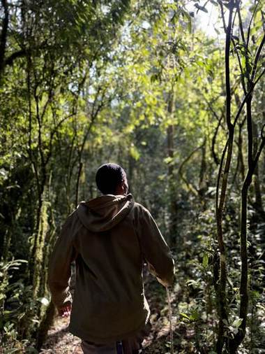 Forest Trails, Bamboo, hagenia and canopy